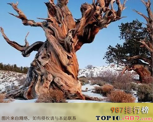 十大世界上的古树之玛士撒拉树：4800岁！