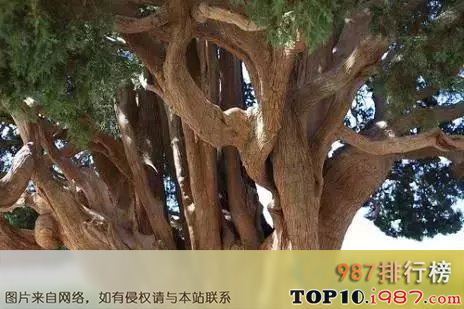 十大世界上的古树之塞意阿巴库树：4000岁！