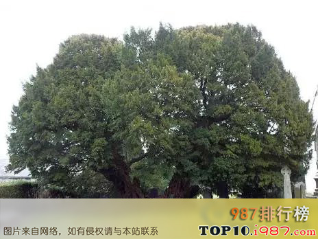 十大世界上的古树之山达木树：3600岁！