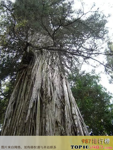 十大世界上的古树之参议员树：3500岁！