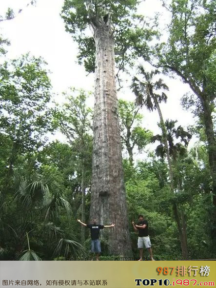 十大世界上的古树之怡和杜松：3200岁！