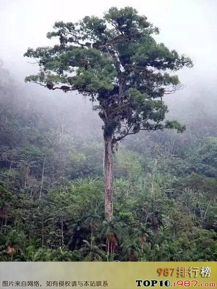 十大世界上的古树之帕特里亚卡·弗洛雷斯塔树：3000岁！