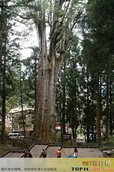 十大世界上的古树之阿里山神树：3000岁！