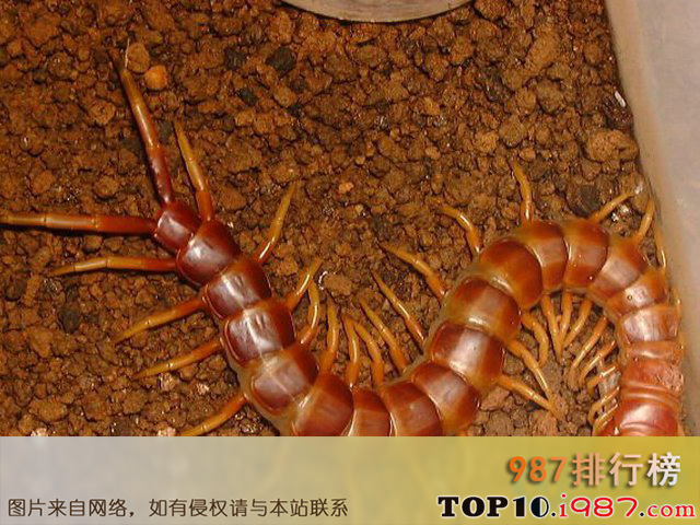 十大著名蜈蚣的种类之秘鲁巨人蜈蚣