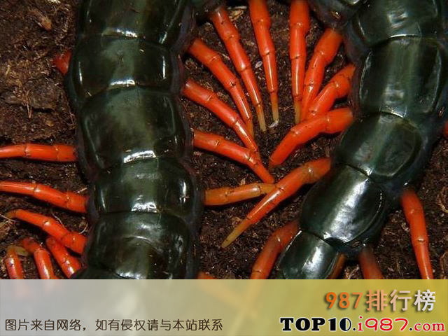 十大著名蜈蚣的种类之马来西亚巨人蜈蚣