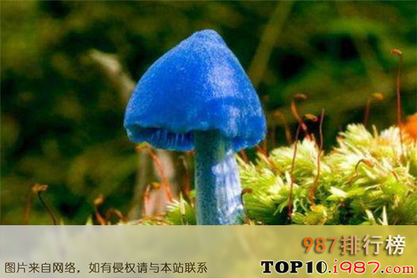 十大世界致命毒蘑菇之天蓝蘑菇