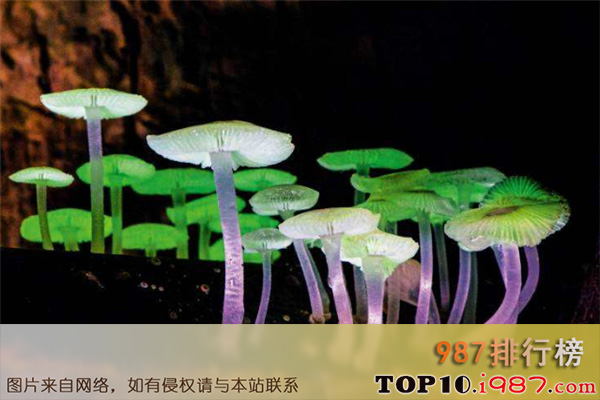 十大世界致命毒蘑菇之荧光小菇