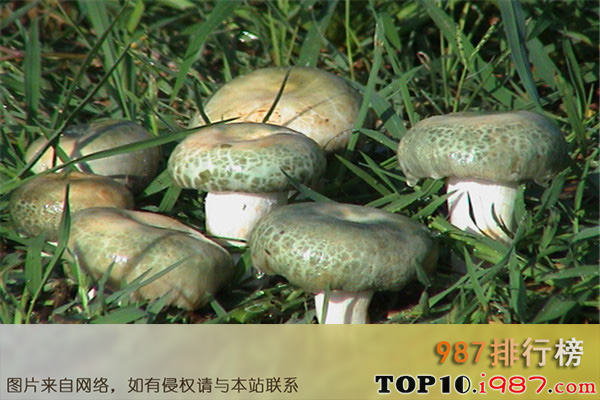 中国十大野生菌排名之青头菌