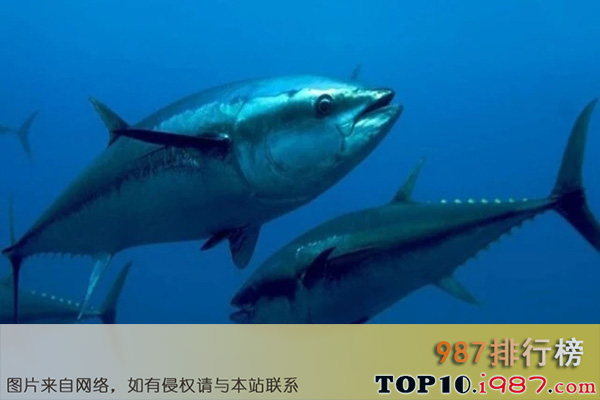 十大世界上最贵海鱼之蓝鳍金枪鱼