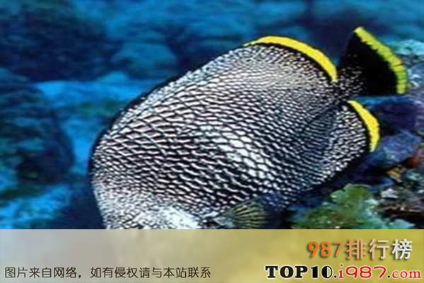 十大世界上最贵海鱼之绣蝴蝶鱼