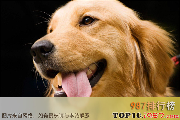 世界十大最适合家养的狗之金毛犬