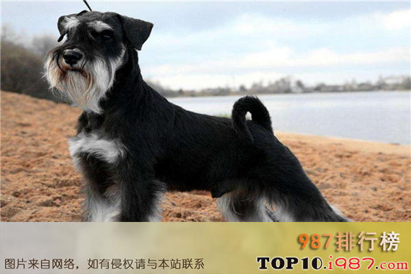 十大世界最适合家养的狗之雪纳瑞