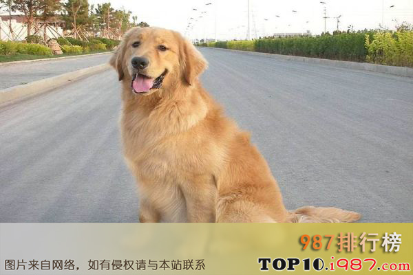 世界上最可爱的十大狗狗之金毛犬