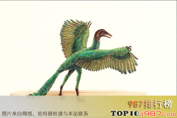 十大世界最著名恐龙之始祖鸟
