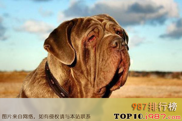 十大世界大型犬之马士提夫犬