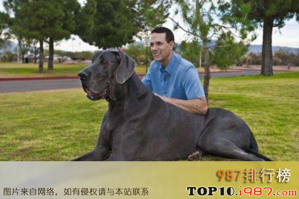 十大世界大型犬之大丹犬