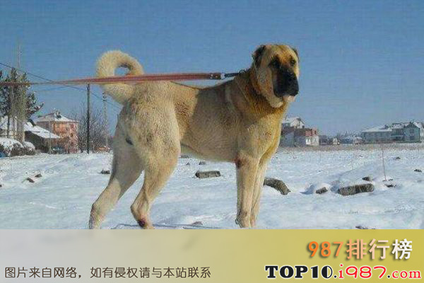 十大世界大型犬之坎高犬