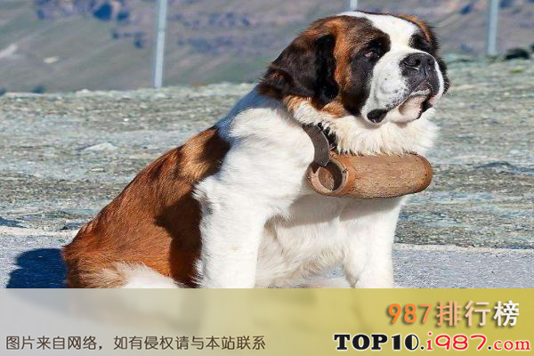 十大世界大型犬之圣伯纳犬