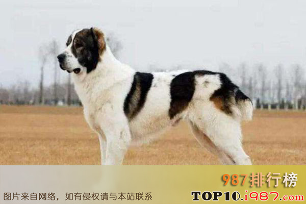 世界十大大型犬排名之中亚牧羊犬