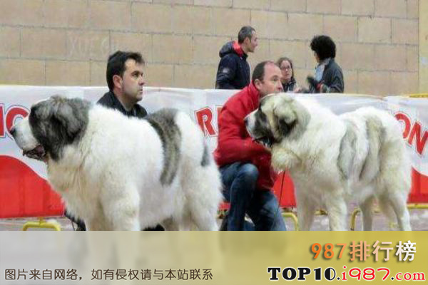 十大世界大型犬之比利牛斯獒犬