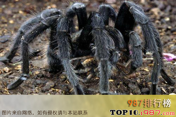 十大最恐怖嗜血动物之塔兰图拉毒蛛