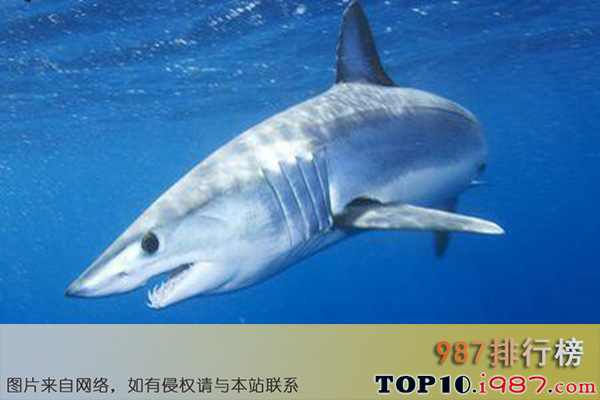 十大最恐怖嗜血动物之鲭鲨