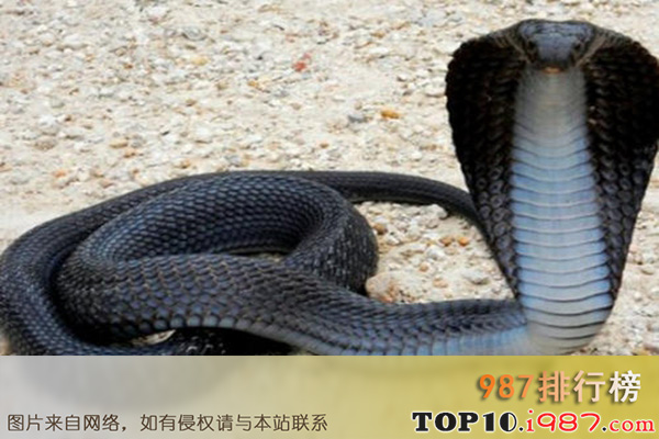 十大最恐怖嗜血动物之眼镜蛇