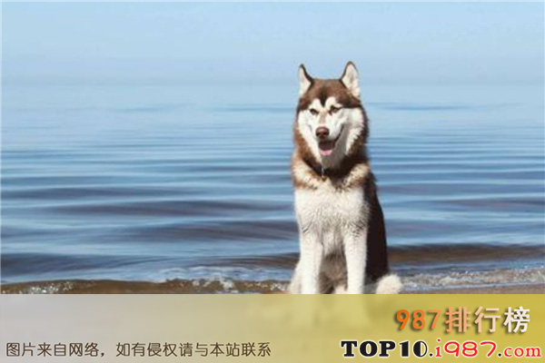 十大世界中型犬之西伯利亚雪橇犬