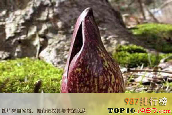 十大世界上最臭的植物之死马海芋