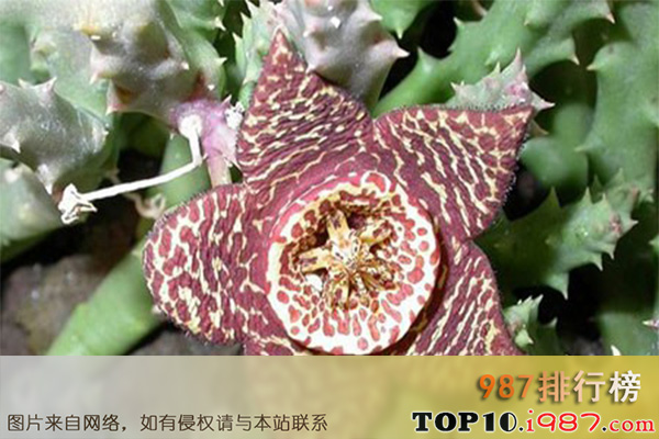 十大世界上最臭的植物之大豹皮花