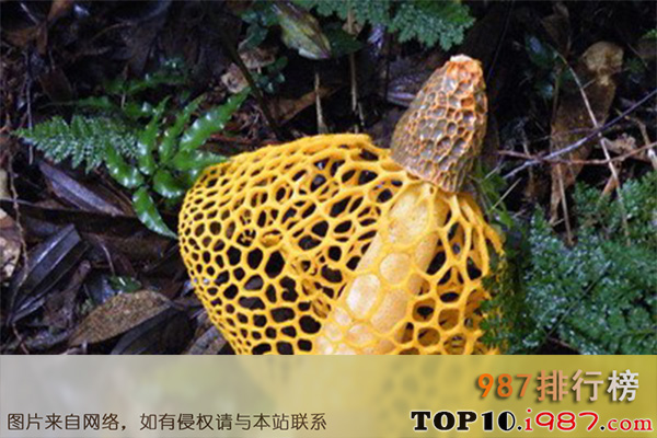 十大世界上最臭的植物之鬼笔科蘑菇