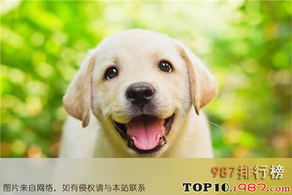 十大世界最忠诚的狗狗之拉布拉多犬