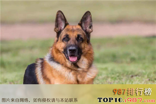 世界十大最忠诚的狗狗之德国牧羊犬
