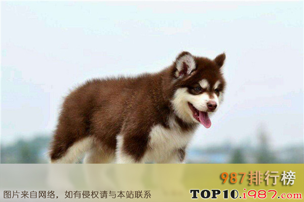 十大世界最忠诚的狗狗之阿拉斯加雪橇犬