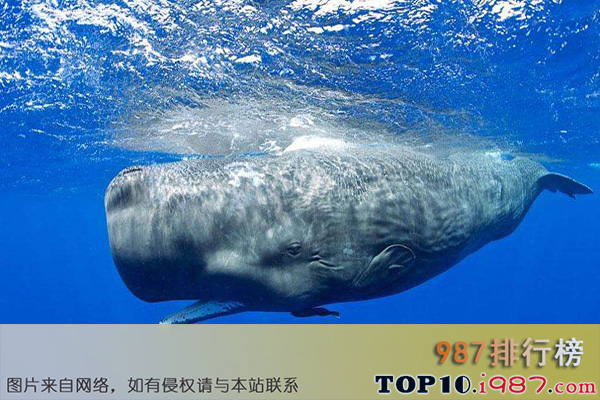 十大世界最臭的动物之抹香鲸