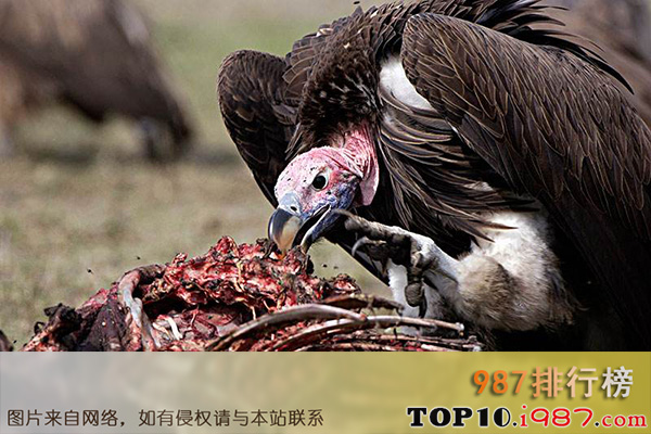 十大世界最臭的动物之秃鹫