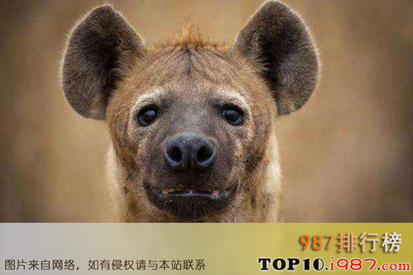 十大世界最臭的动物之鬣狗