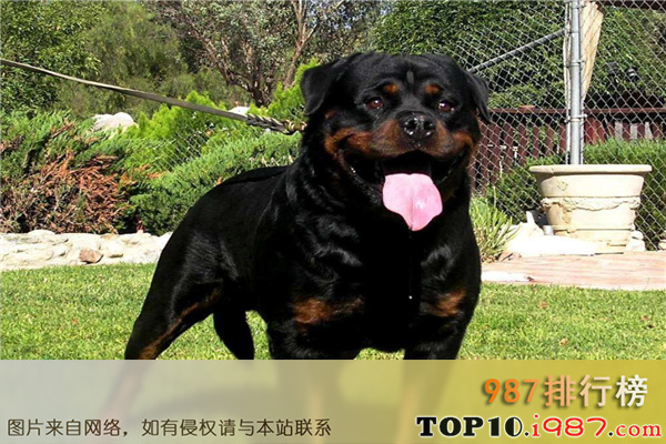 十大世界上最凶悍的犬种之罗威纳犬