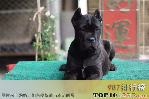十大世界上最凶悍的犬种之卡斯罗獒犬