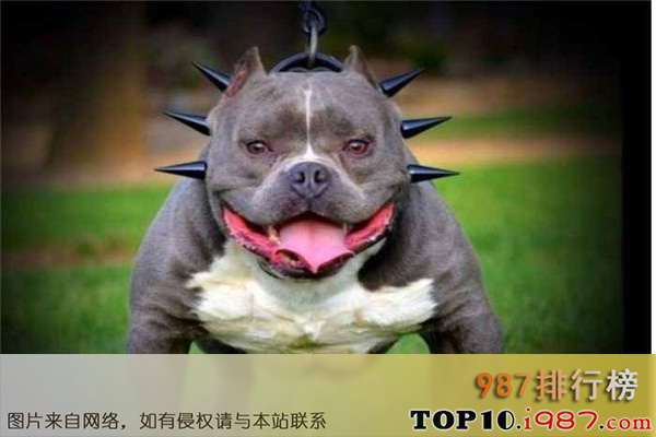 十大世界上最凶悍的犬种之美国恶霸犬
