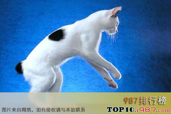 十大世界最奇异的猫之日本短尾猫