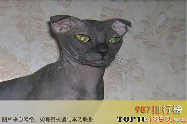 十大世界最奇异的猫之乌克兰勒夫科伊猫