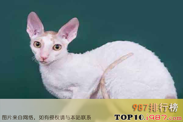 十大世界最奇异的猫之柯尼斯卷毛猫