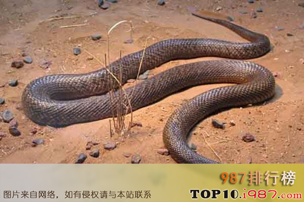 十大世界上最危险的动物之太攀蛇