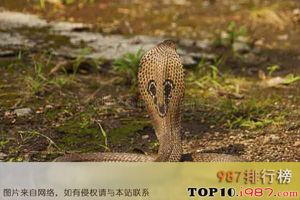 十大世界上最危险的动物之亚洲眼镜蛇