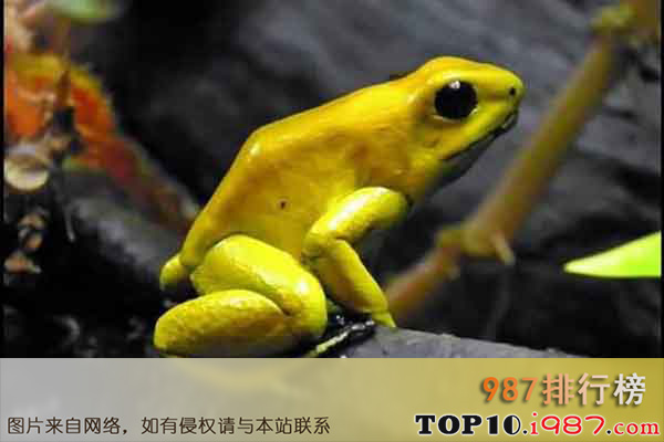 十大世界上最危险的动物之毒镖蛙