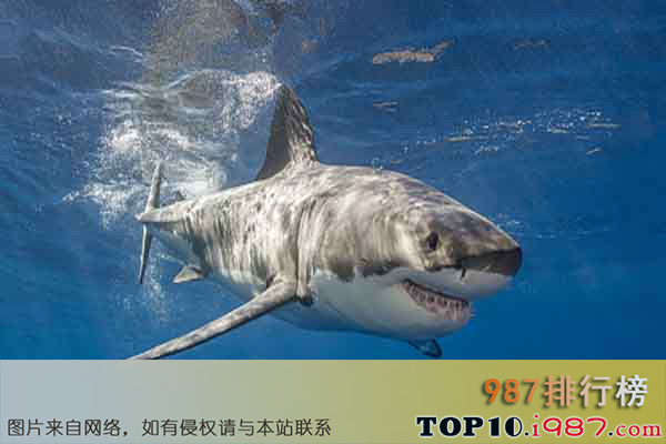 十大世界上最危险的动物之大白鲨