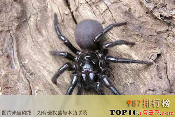 十大世界上最危险的动物之漏斗形蜘蛛