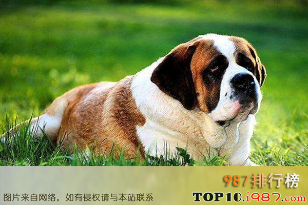 十大世界最粘人的狗之圣伯纳犬