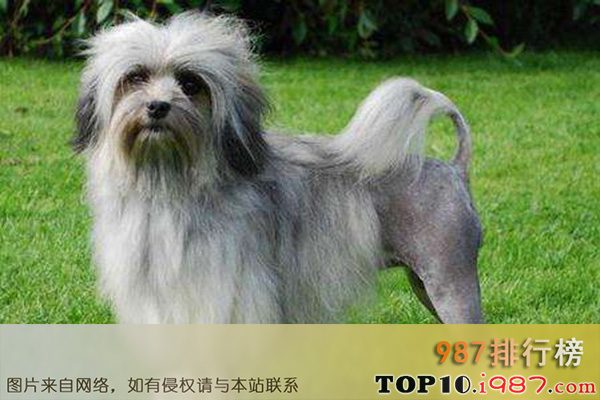 十大世界最粘人的狗之罗秦犬